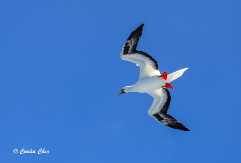 Red-footed booby Red-footed booby