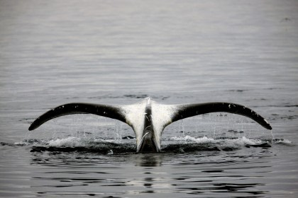 Bowhead Whale © Amos Nachoum - Oceanwide Expeditions