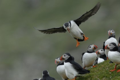 visit fair isle