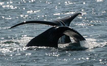 Bowhead Whales | Greenland Whales © Phil Wickens - Oceanwide Expeditions