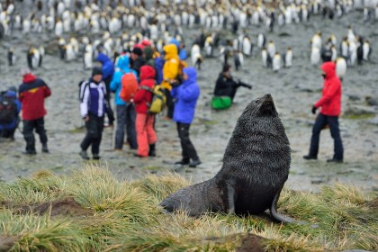 Fur Seal, King Penguins, Right Whale Bay, South Georgia, November © Martin van Lokven-Oceanwide Expeditions (1).jpg