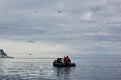 North Spitsbergen Polar Bear Special, June © Markus Eichenberger-Oceanwide Expeditions (104).jpg