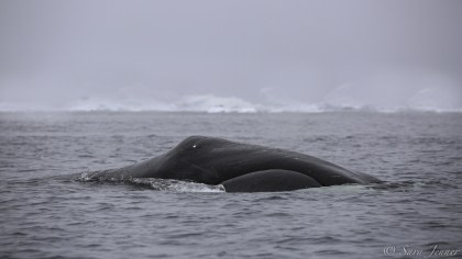 Bowhead  whale © Sara Jenner - Oceanwide Expeditions