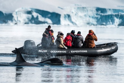 Zodiac cruising with Orca whales - Oceanwide Expeditions.jpg