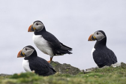 Puffins on Fair Isle © Sara Jenner - Oceanwide Expeditions (1).jpg