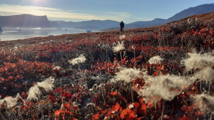 East Greenland tundra © Unknown Photographer - Oceanwide Expeditions.jpg