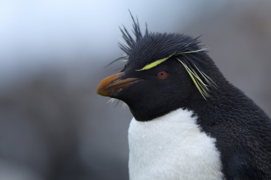 The Eight Great Penguin Species of Antarctica