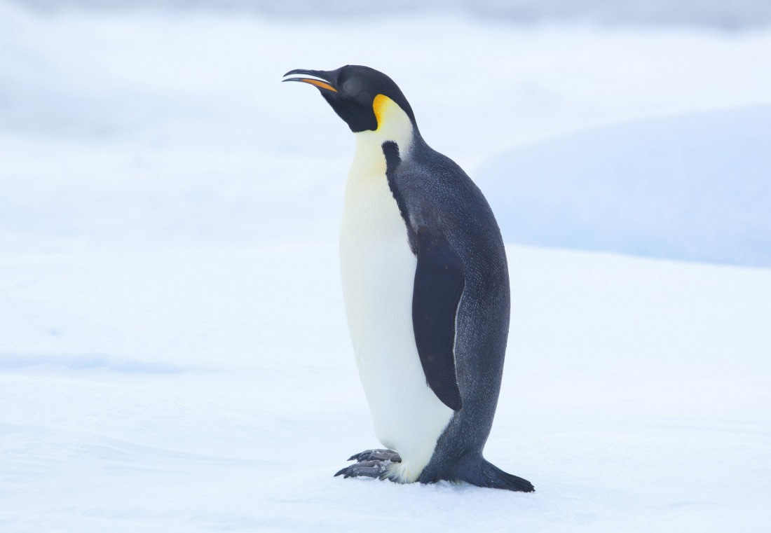 emperor penguin screensaver