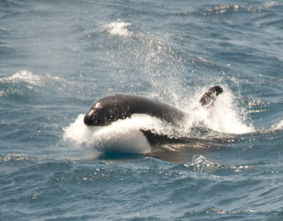 killer whale eating seal