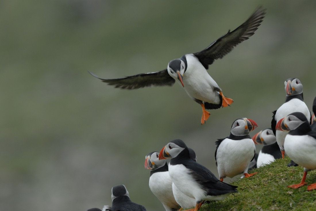 Puffins: Clown Birds of the Atlantic