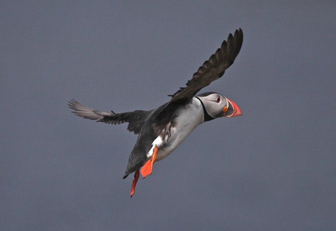 Getting 'Puffed' up about Puffins – Cruise Traveller