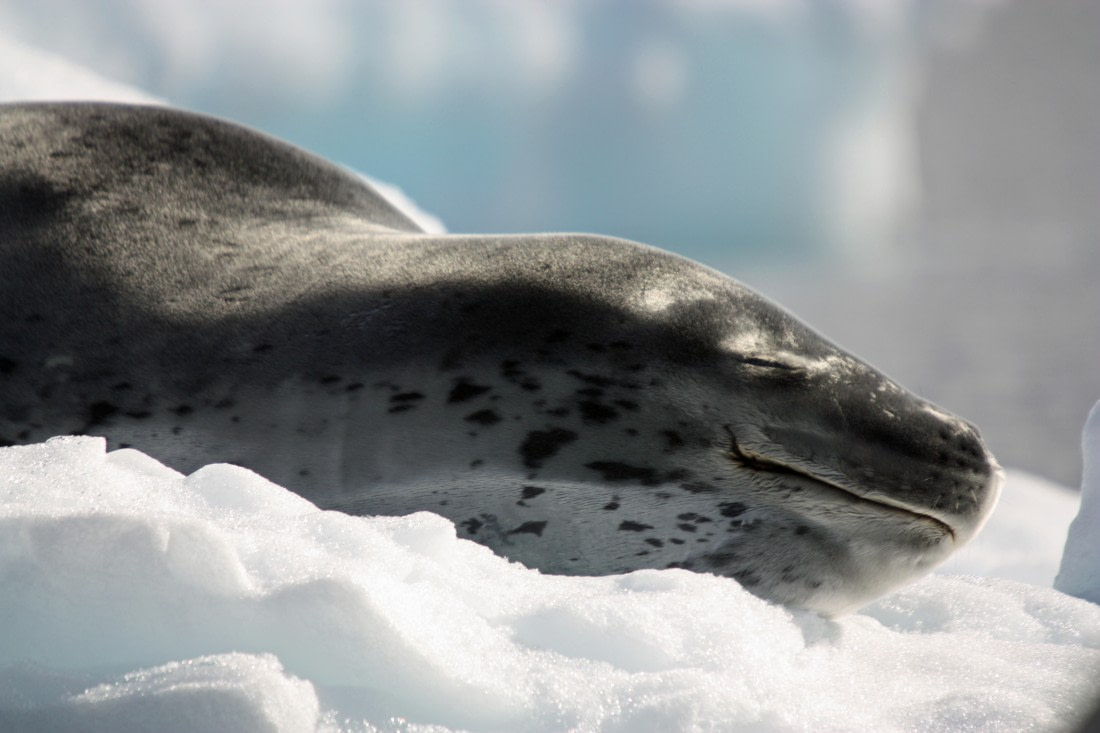 scary leopard seal