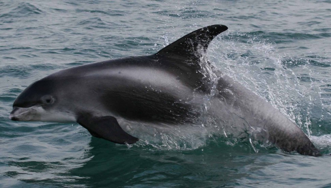 White-Beaked Dolphin | Facts, pictures & more about white-beaked dolphin