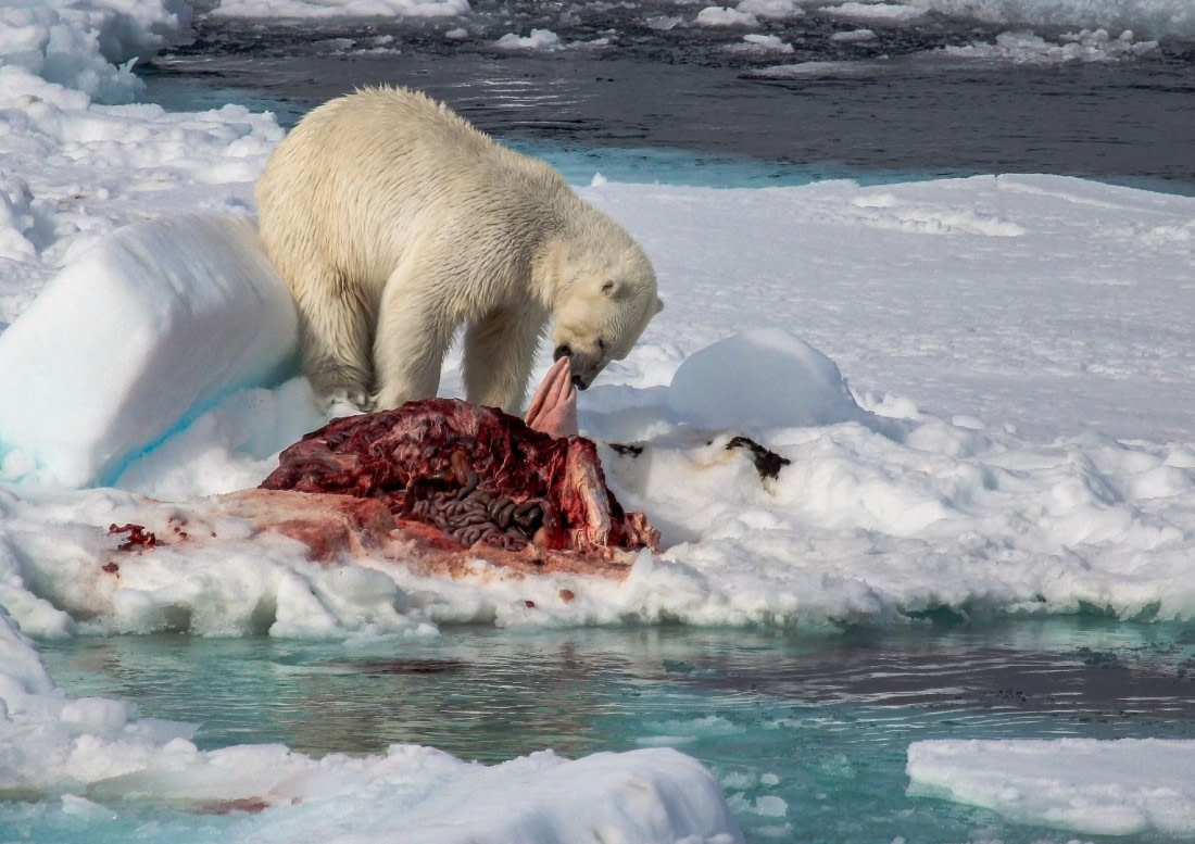 polar bear food web