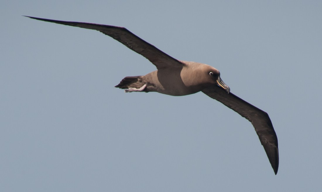 sooty albatross