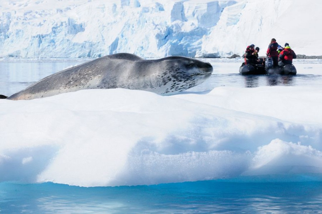 leopard-seal-vs-human-key-differences