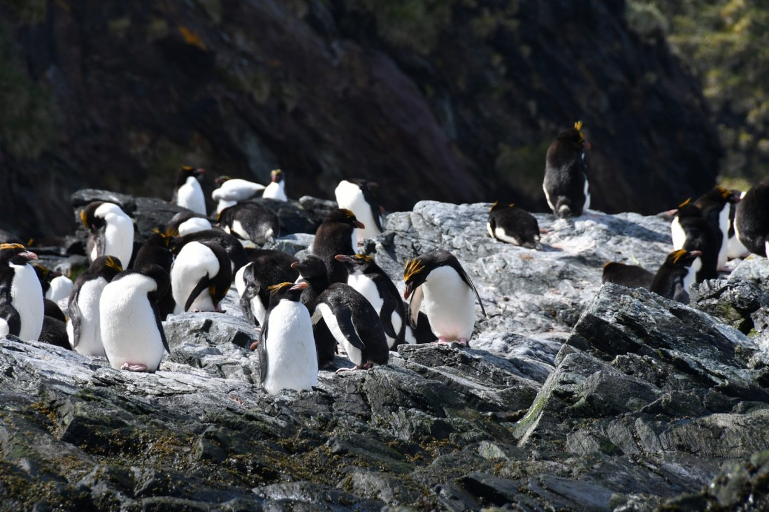 macaroni penguin diet