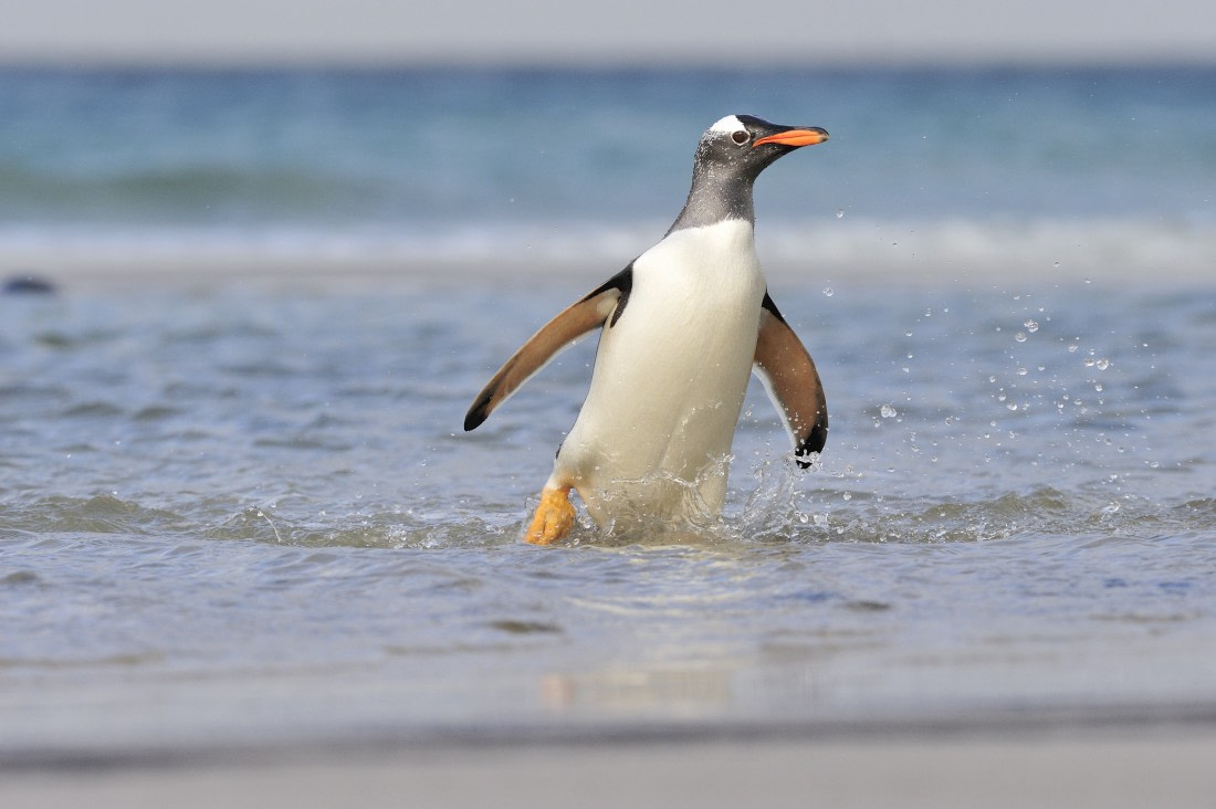 Woods Hole Oceano Institution, march Of The Penguins, macaroni Penguin,  adélie Penguin, galapagos Penguin, chinstrap Penguin, southern Rockhopper  Penguin, antarctica, emperor Penguin, endangered Species