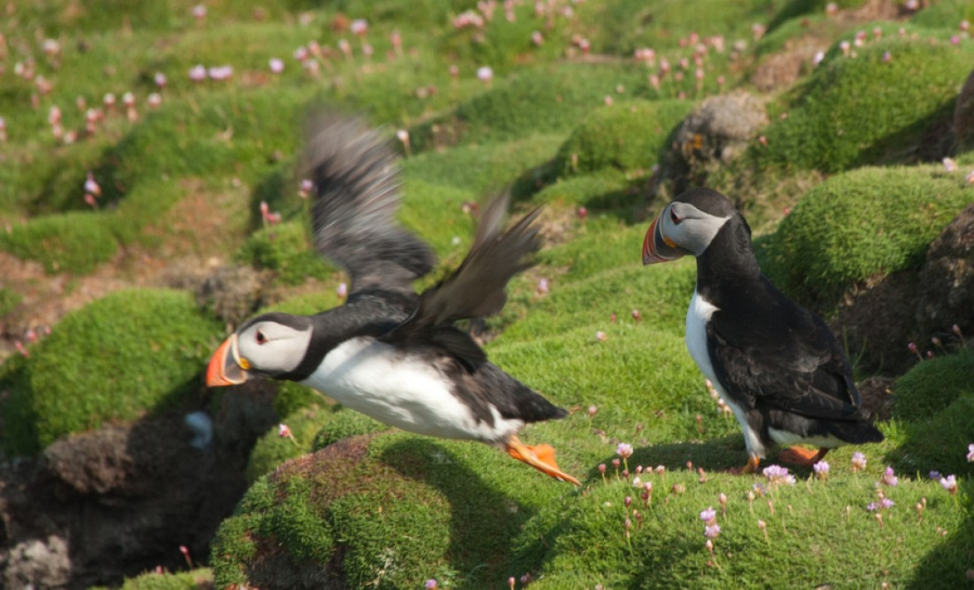 Puffins: Clown Birds of the Atlantic