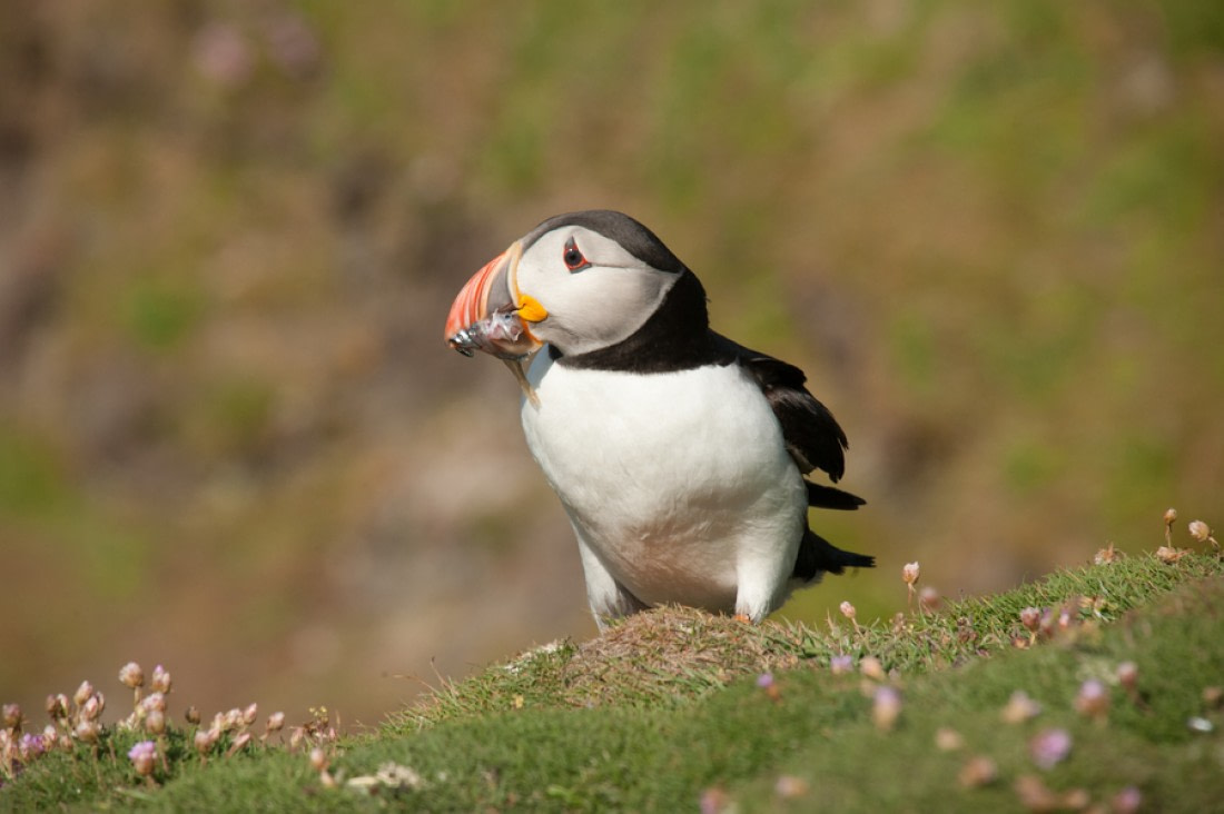 Puffins: Clown Birds of the Atlantic