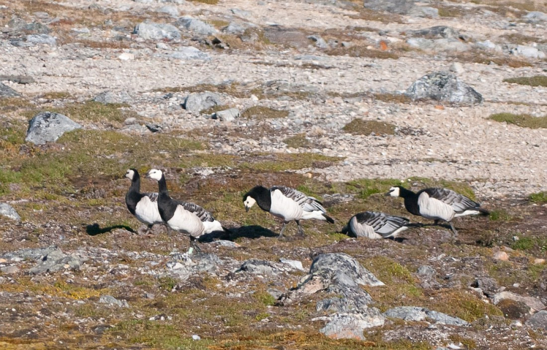 Barnacle Goose  Facts, pictures & more about Barnacle Goose