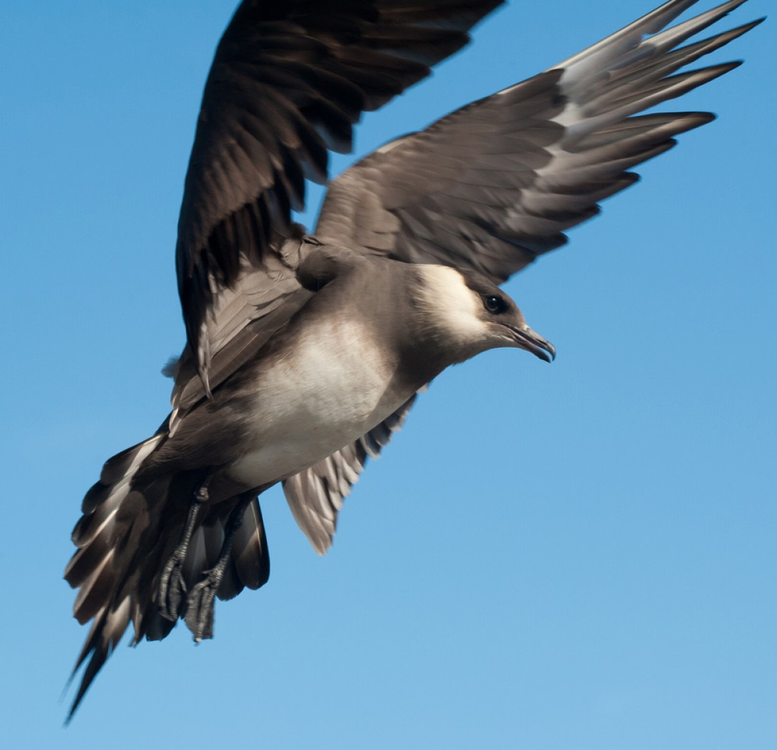 Arctic Birds Of Prey