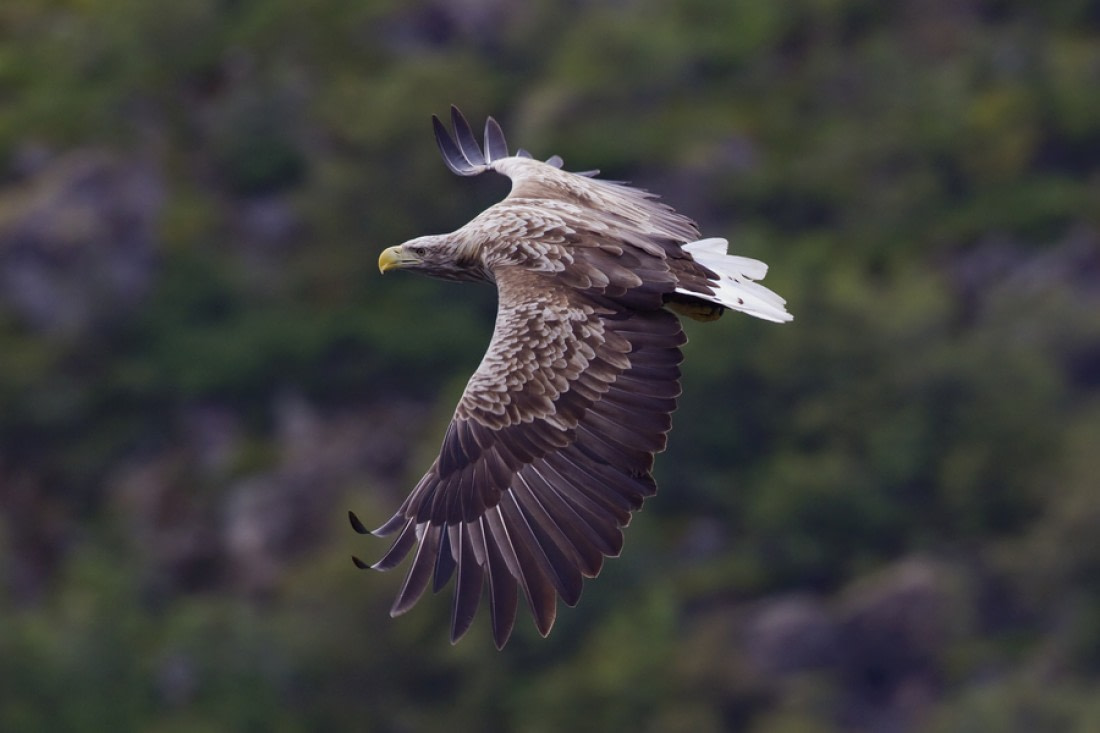 white eagle