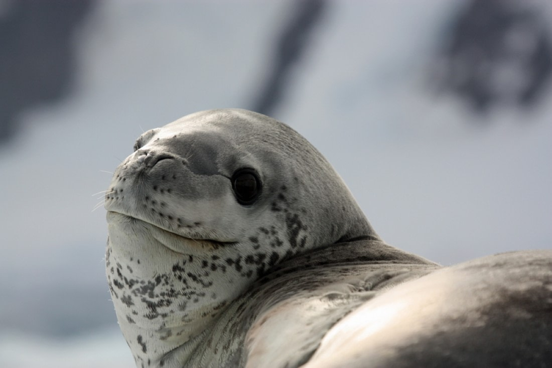 baby leopard seals