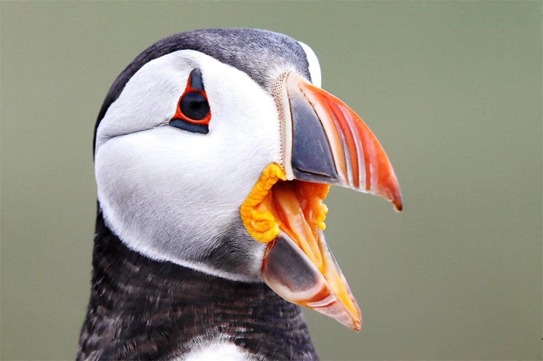 Puffins: Clown Birds of the Atlantic