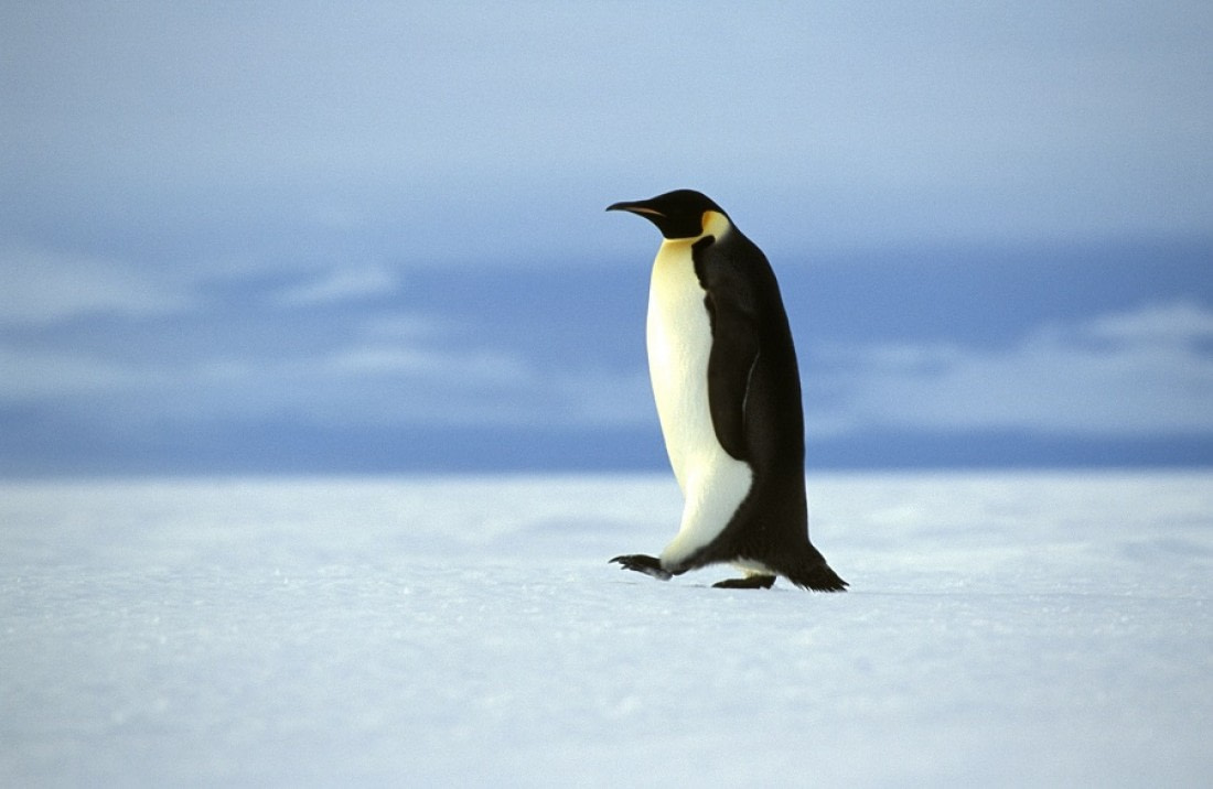 emperor penguin predators