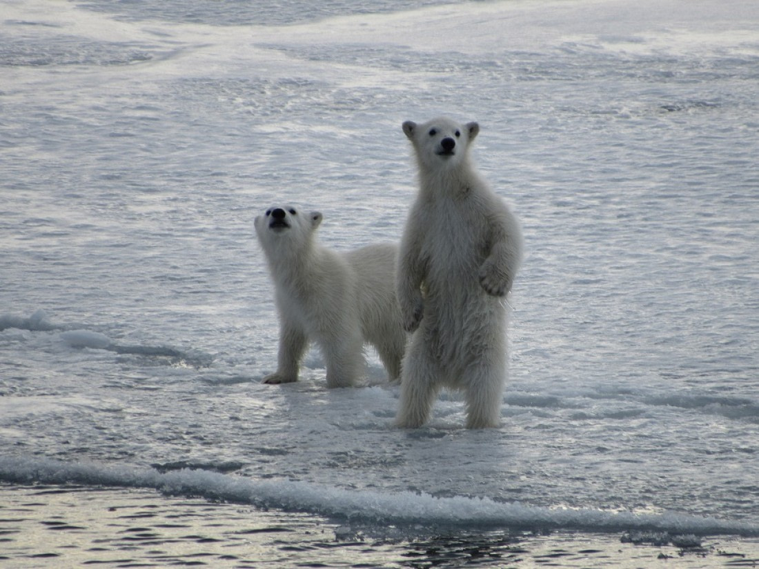 Los ANIMALES POLARES: ¿Qué comen, dónde viven y cuáles son? 