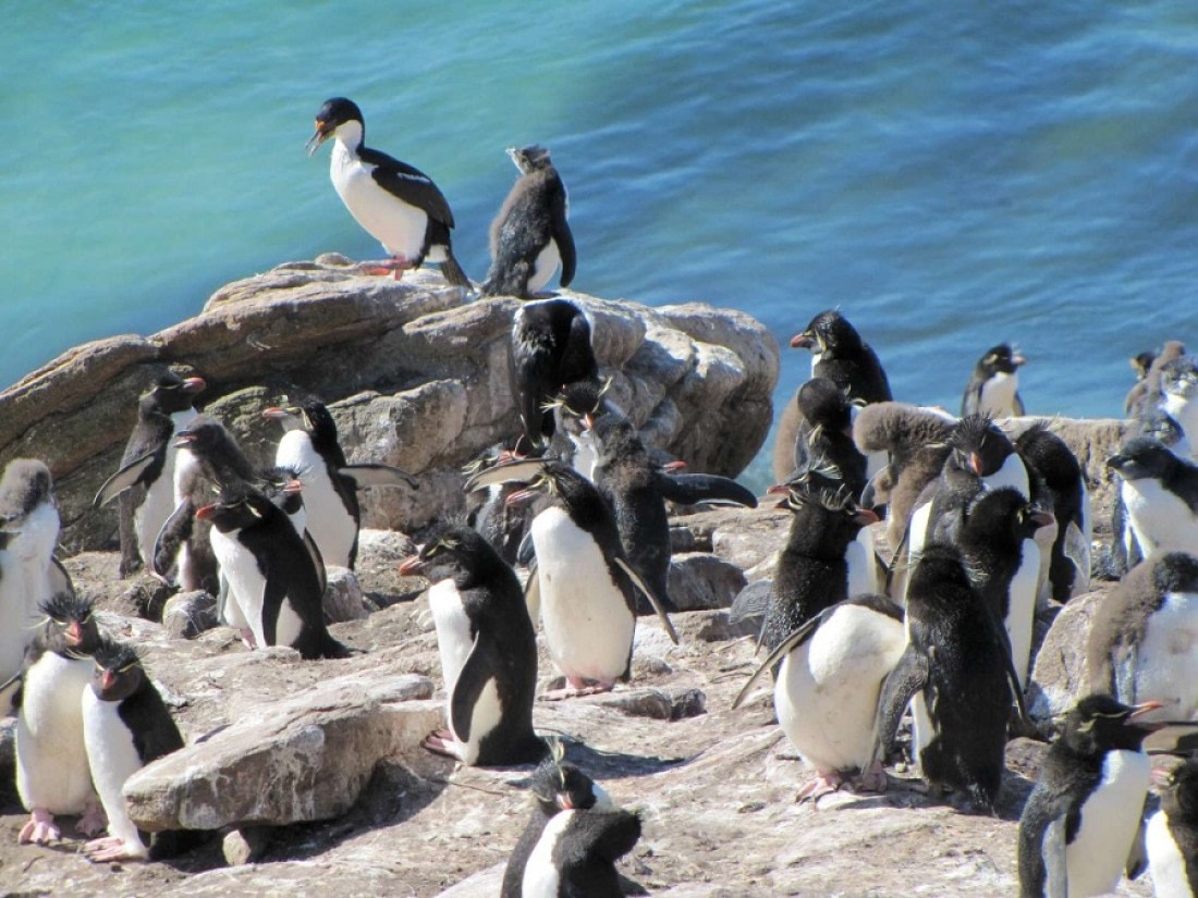 rockhopper penguin jumping