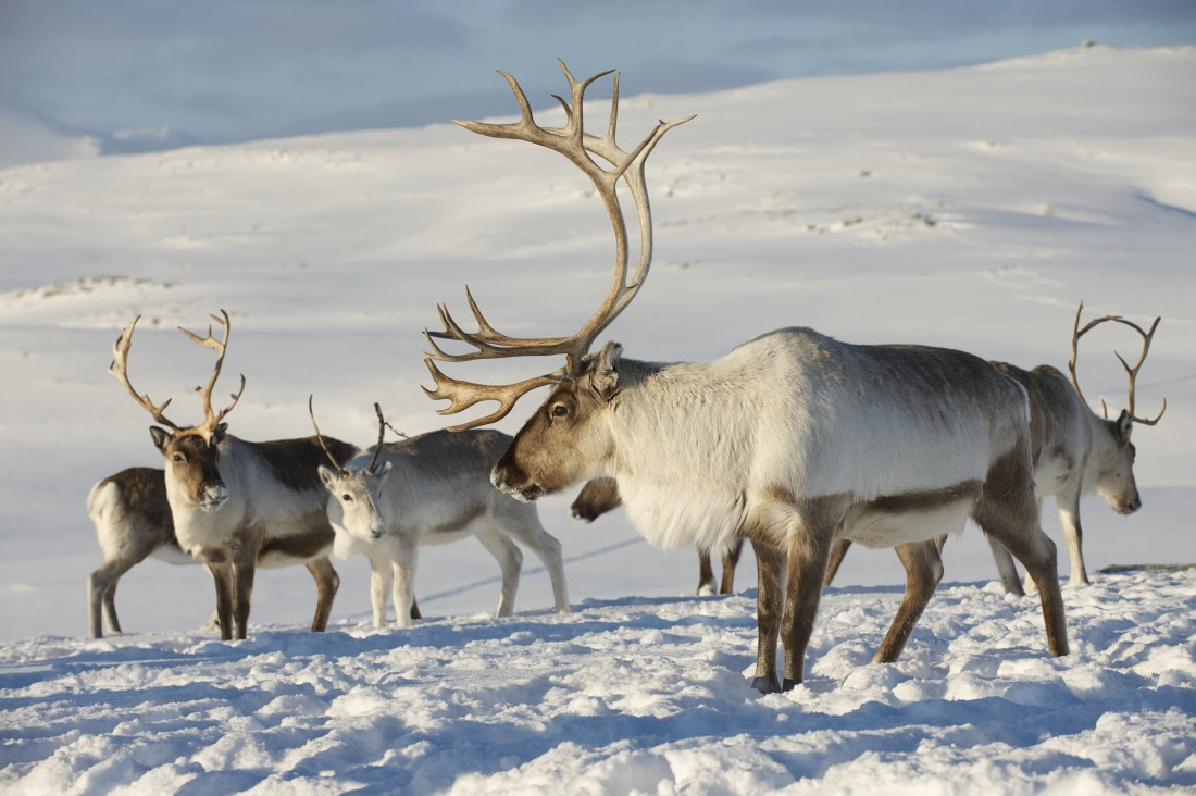 arctic reindeer