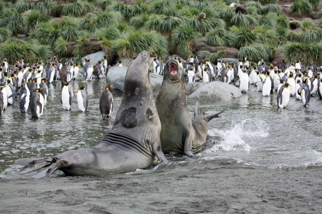 Do Elephant Seals Eat Penguins