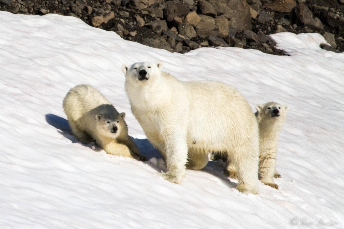 Surprising Polar Bear Facts About the King of the Arctic