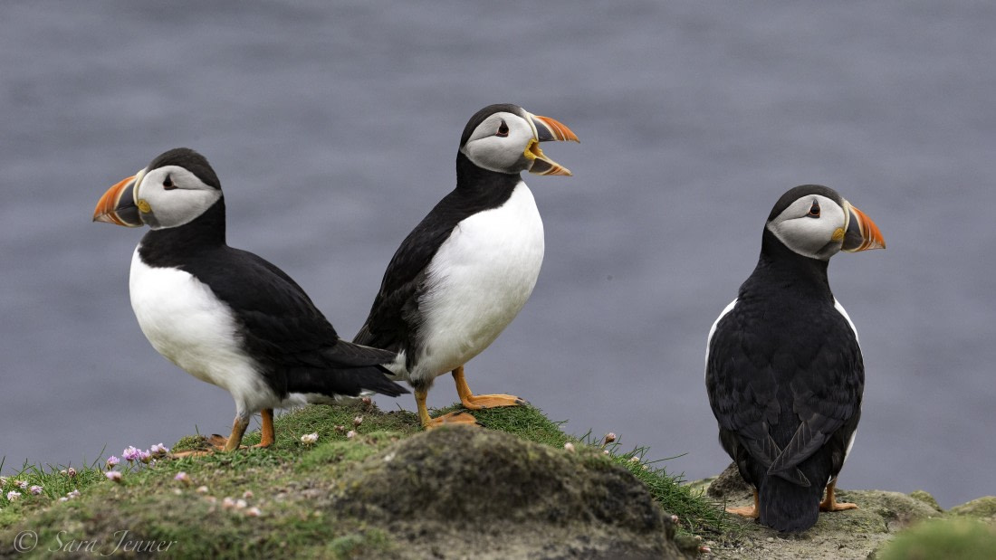 Puffins: Clown Birds of the Atlantic