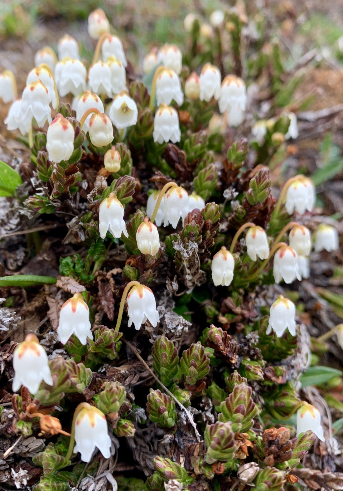 Flowers In The Arctic Series Best Flower Site