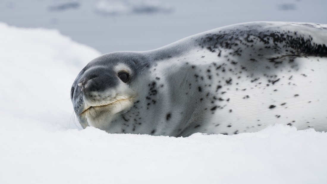 baby leopard seals