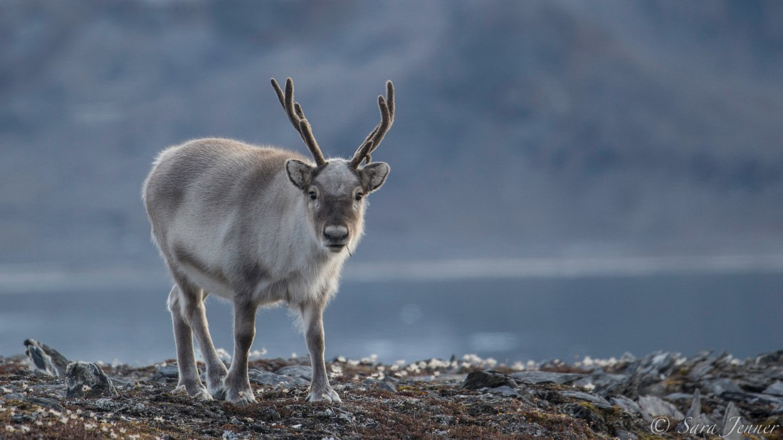 Mini best sale reindeer antlers