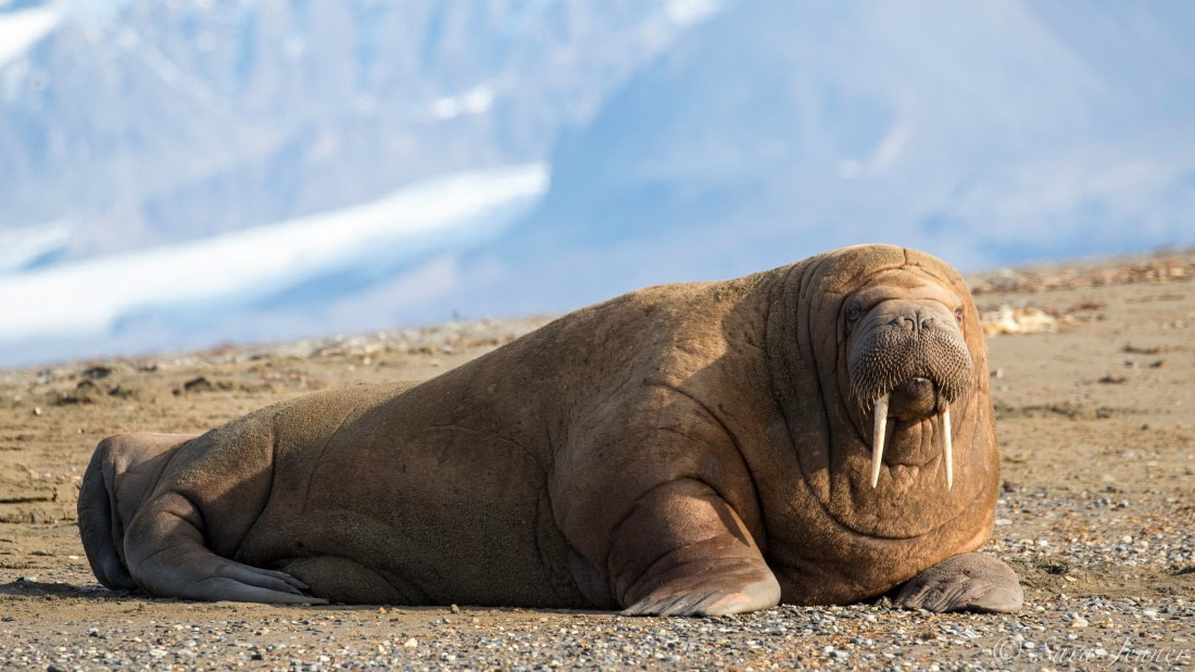 La popular historia natural . La zoología. La morsa. 25. La morsa