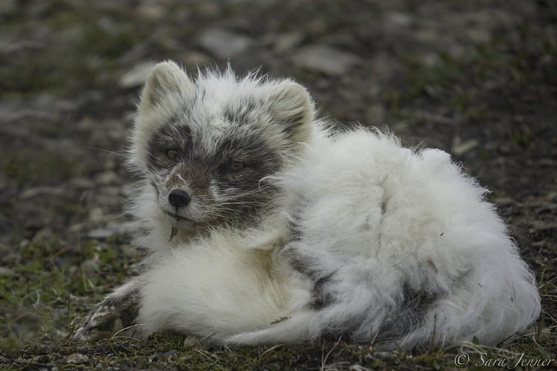 Arctic foxes scavenged leftovers from humans 42,000 years ago