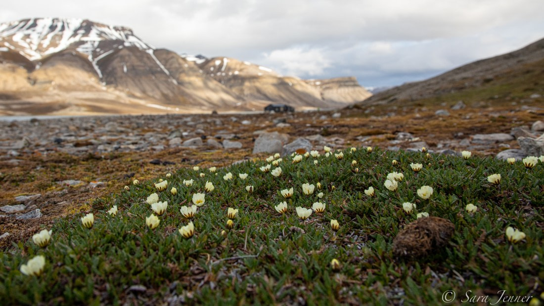 sedges in the arctic tundra