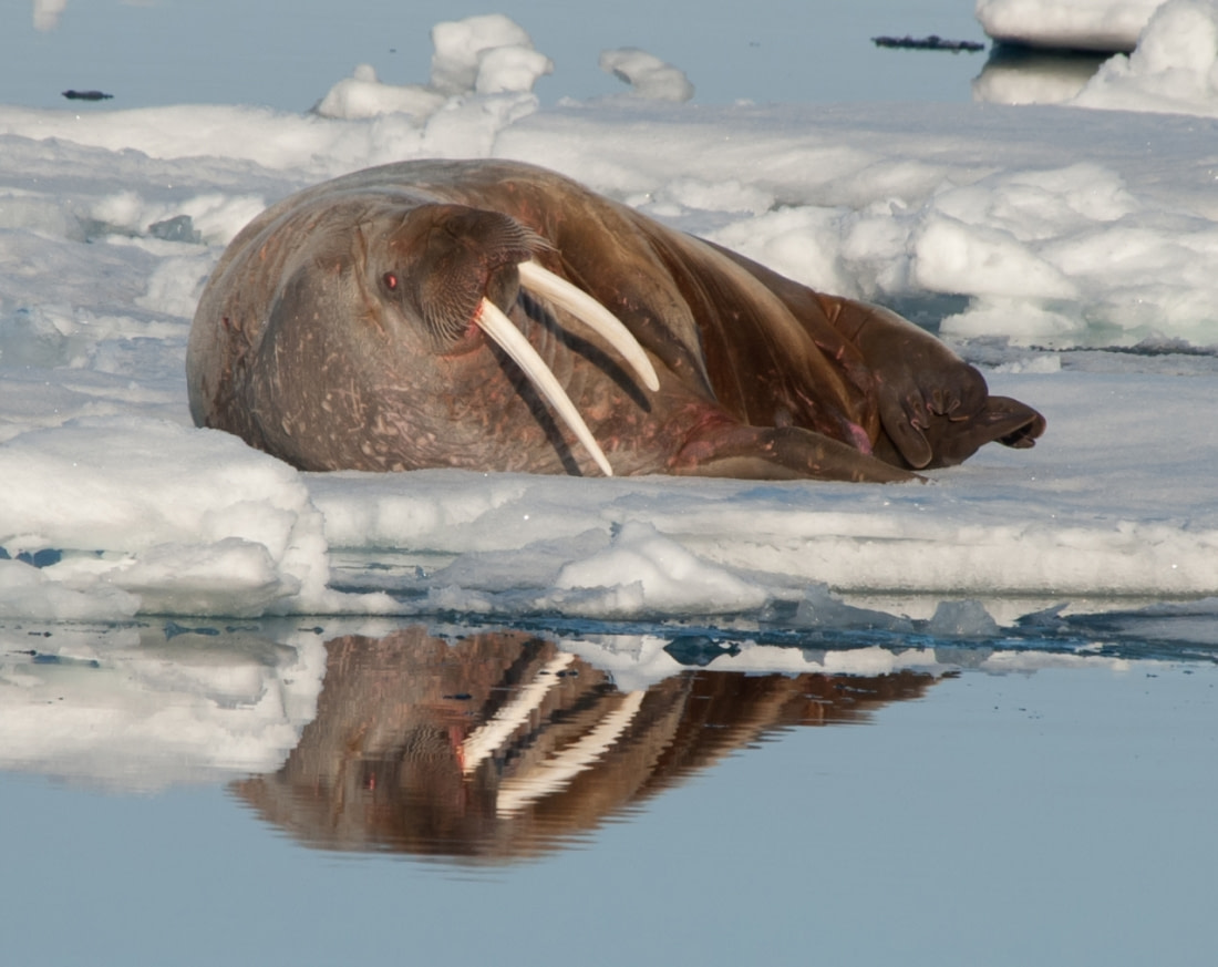 Animals of the Ice: Walruses