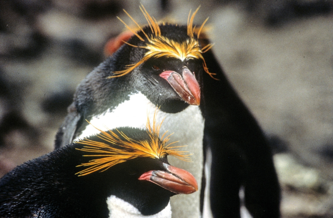 trips to see penguins in antarctica