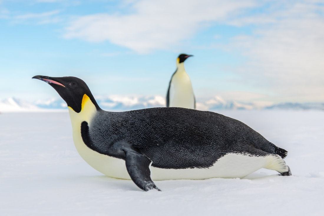 emperor penguin food chain