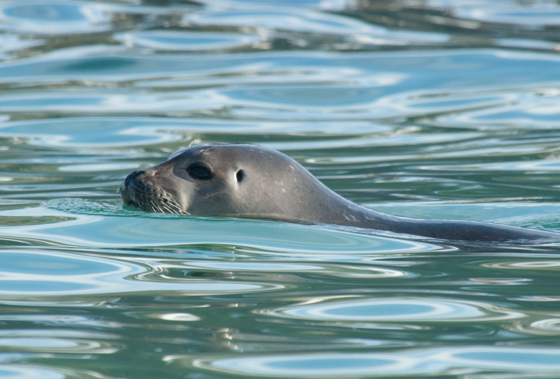 harbor seal swimming