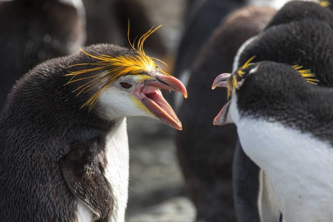 macquarie island trip