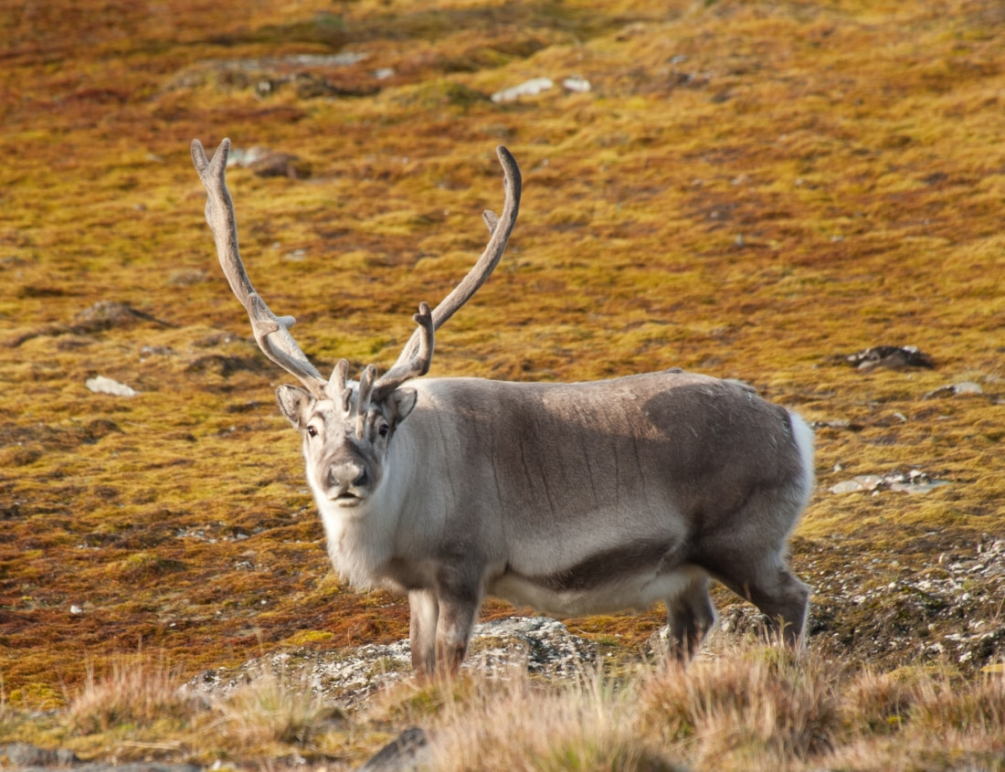 Eight Engaging Reindeer Facts