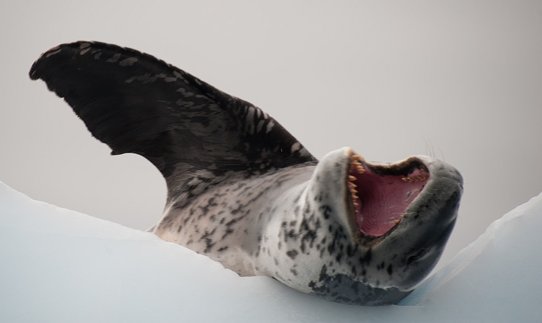 scary leopard seal