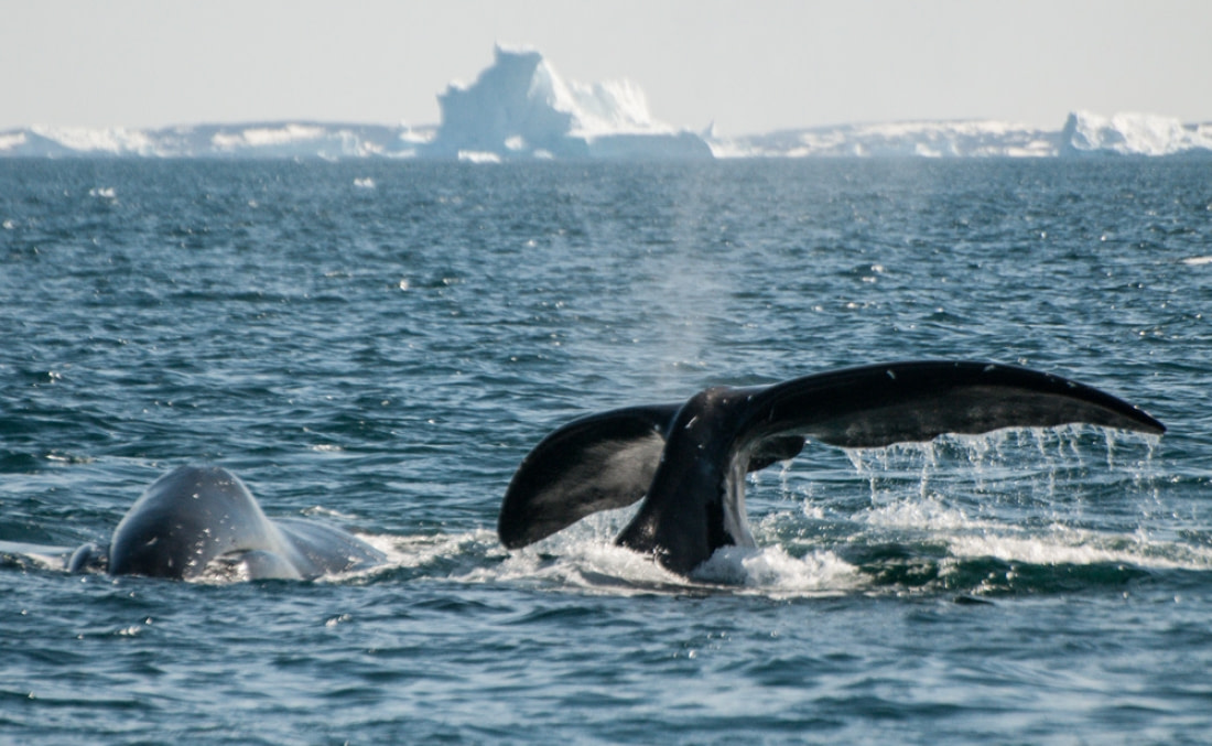 La ballena y la lenceria. Antiguamente las barbas de la ballena que es